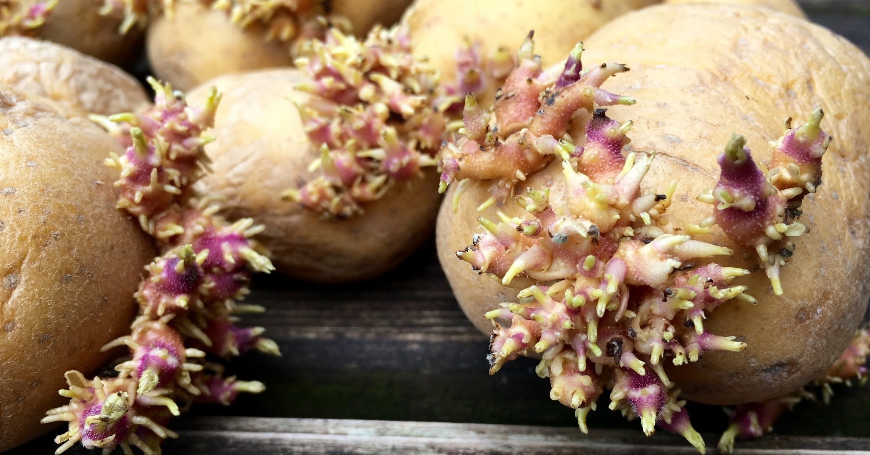Alla som använder förgrodd potatis får en snabb start och skördar i regel mer Alla som använder förgrodd potatis får en snabb start och skördar i regel mer