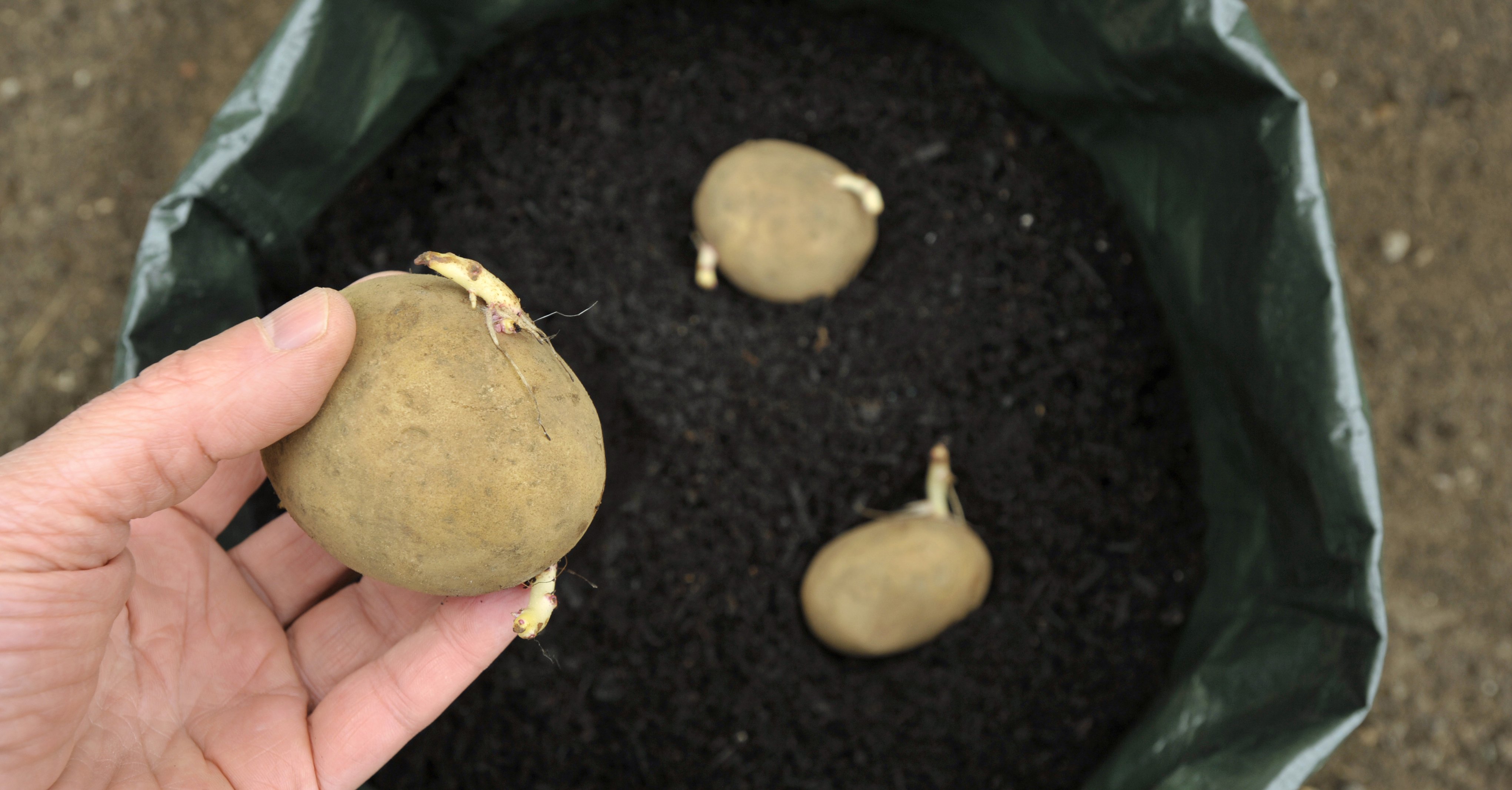 Plantera förgrodd potatis Plantera förgrodd potatis