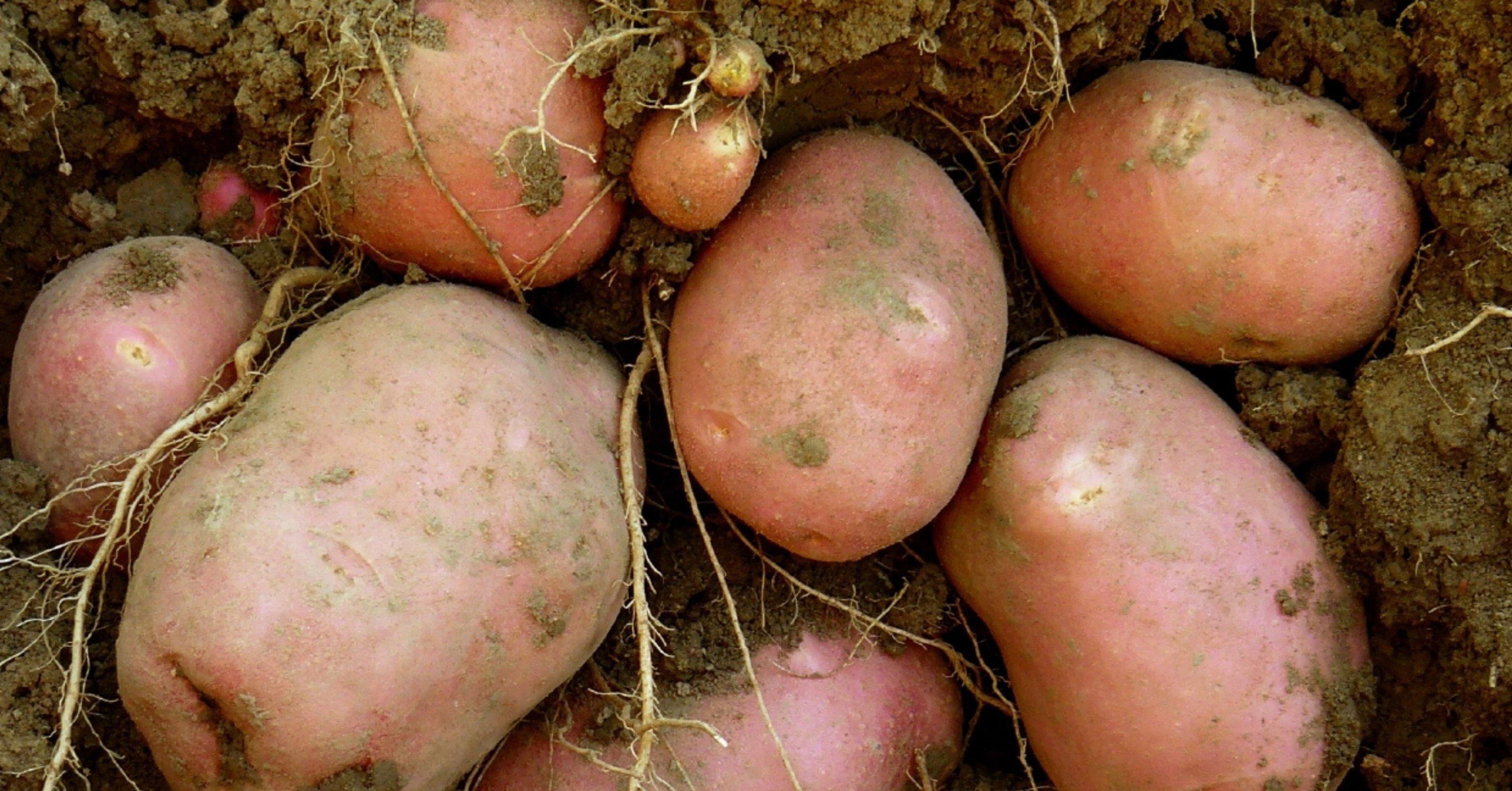 En sättpotatis kan ge en avkastning på ½ till 1 kg potatis En sättpotatis kan ge en avkastning på ½ till 1 kg potatis