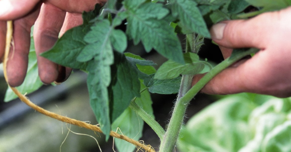 De flesta stångtomaterna kan lätt bli upp till 1,5 meter höga. Därför behöver de stöd för att undvika att de knäcks. De flesta stångtomaterna kan lätt bli upp till 1,5 meter höga. Därför behöver de stöd för att undvika att de knäcks.
