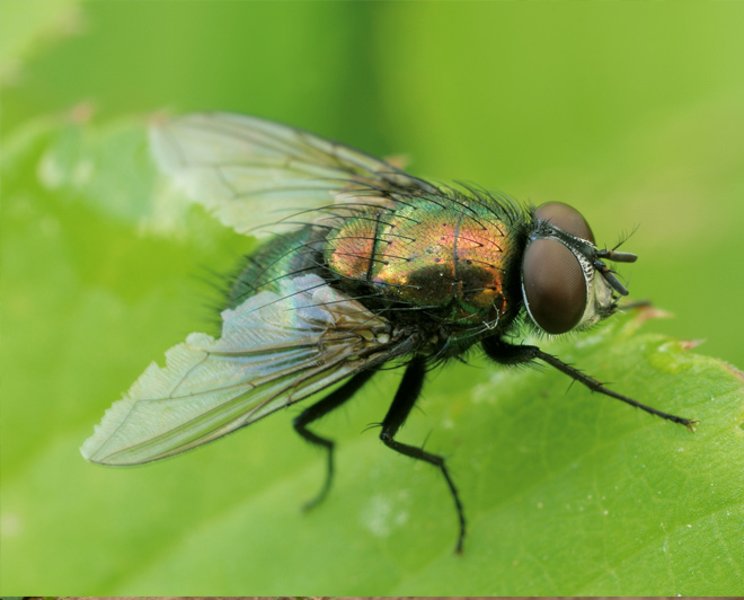 Neudorff : Flygande insekter