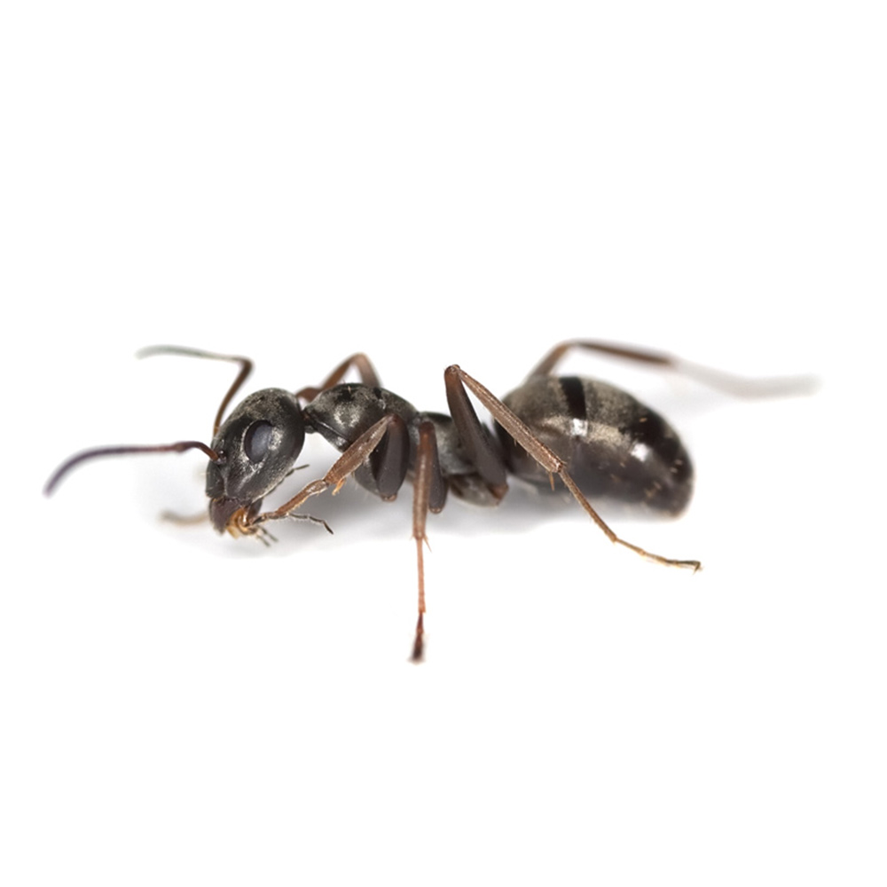 Ant