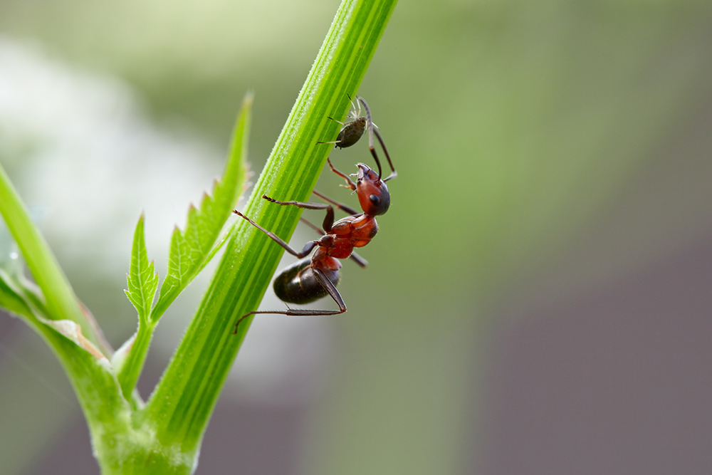Myra som mjölkar bladlöss