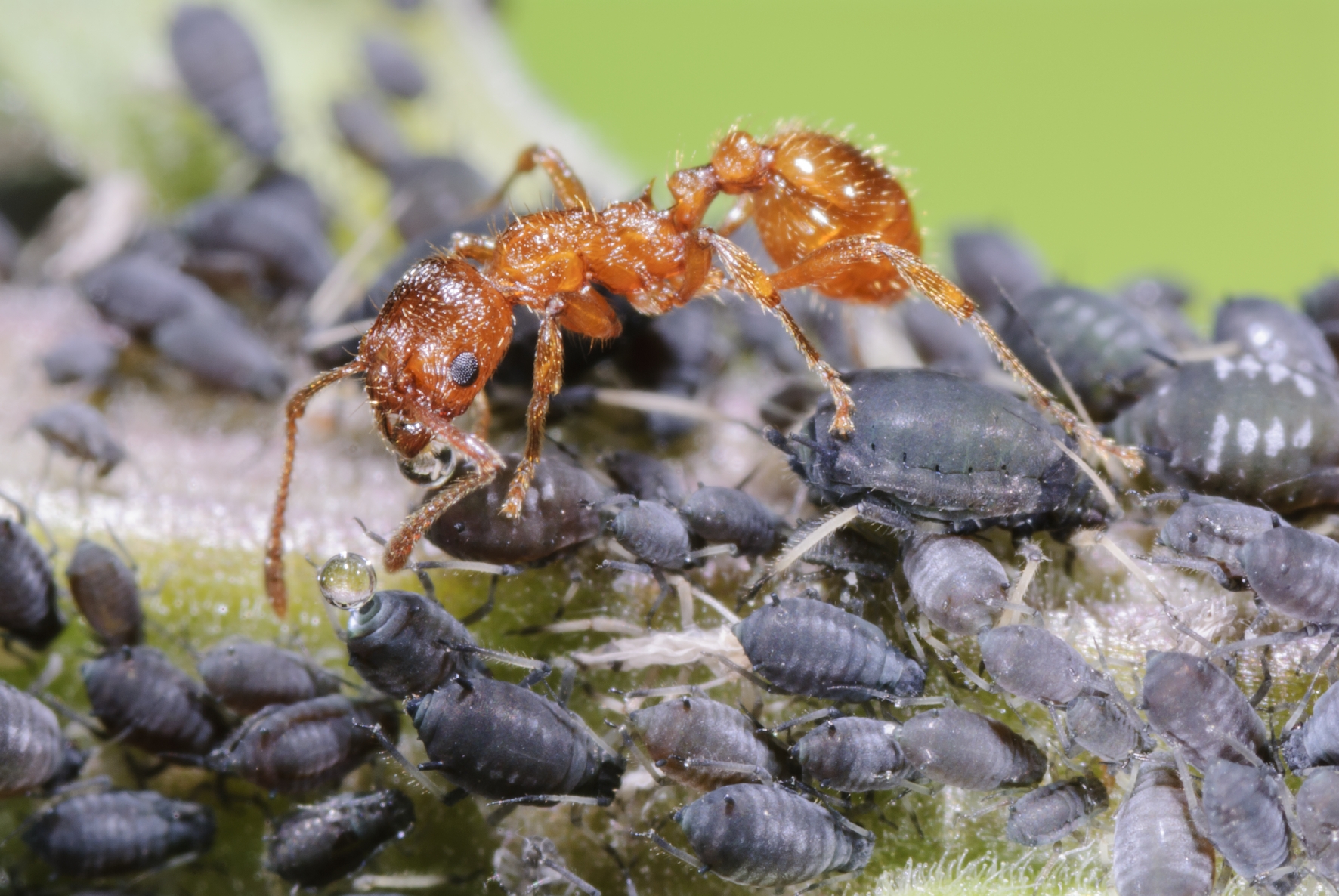 Ameisen beschützen Blattläuse Ameisen sind für den Pflanzenschutz im Garten nicht vorteilhaft