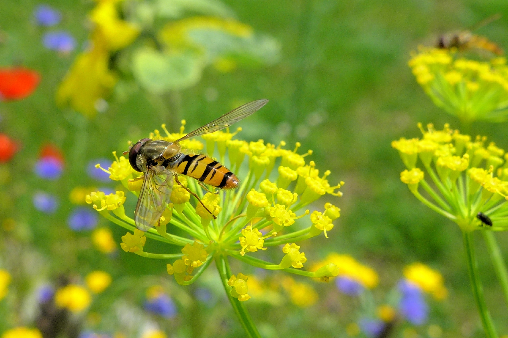 Ausgewachsene Schwebfliege Die Schwebfliege ist der natürlich Feind der Blattlaus