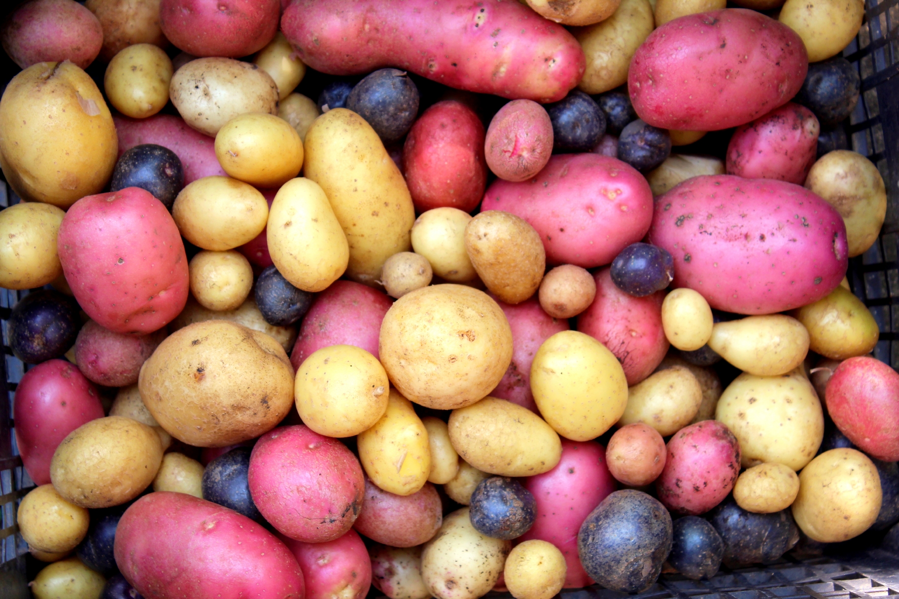 Potatis på balkongen Potatis på balkongen