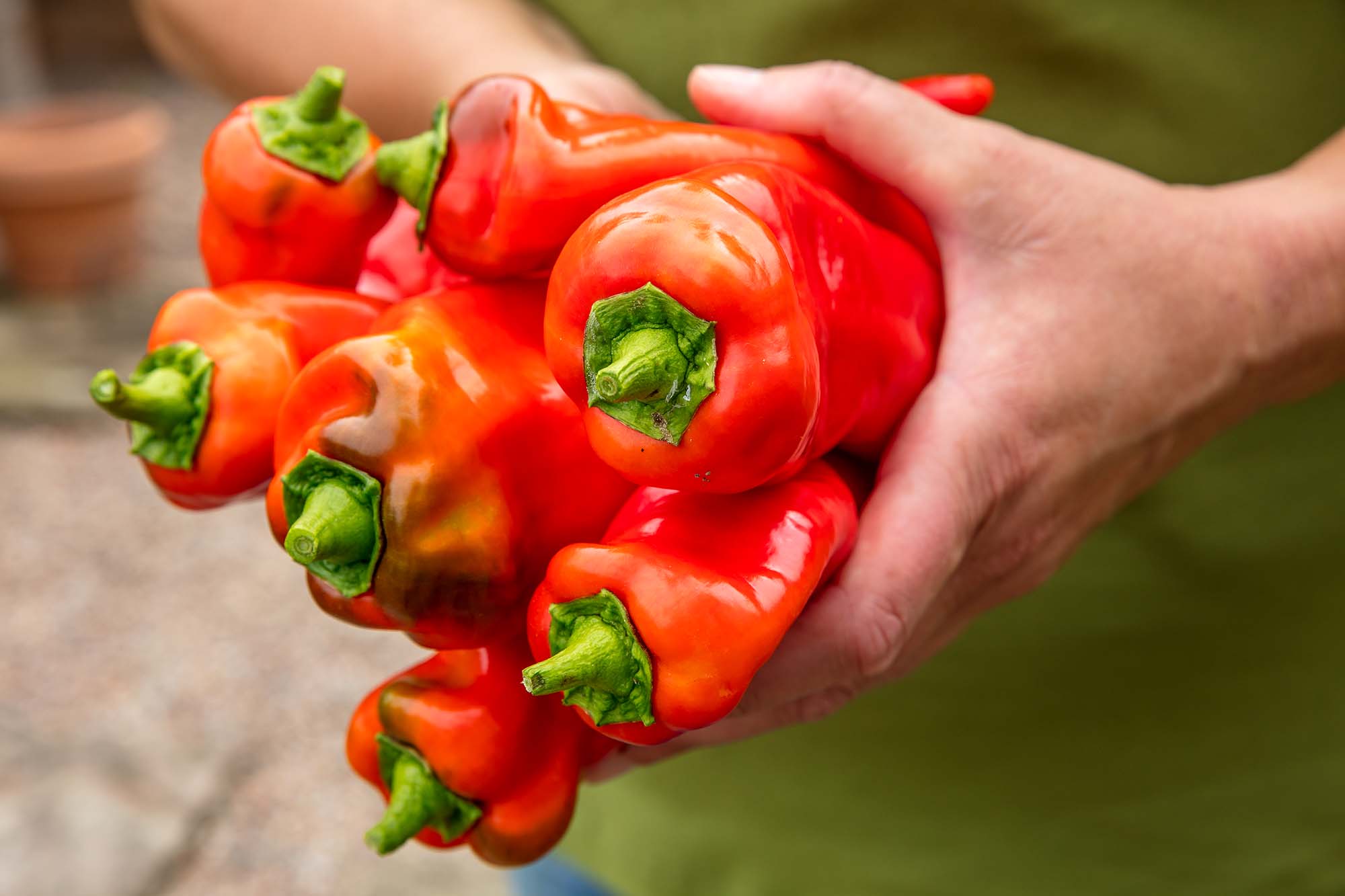 Odla knaprig paprika själv Growing your own bell peppers