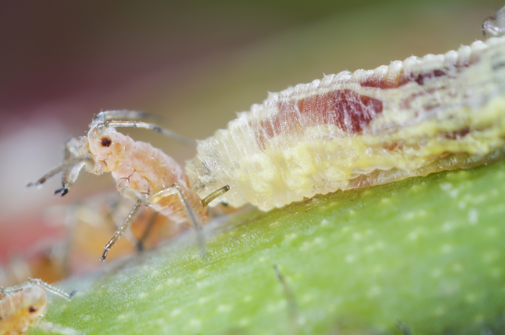 Schwebfliegenlarven fressen Blattläuse Schwebfliegenlarven fressen Blattläuse