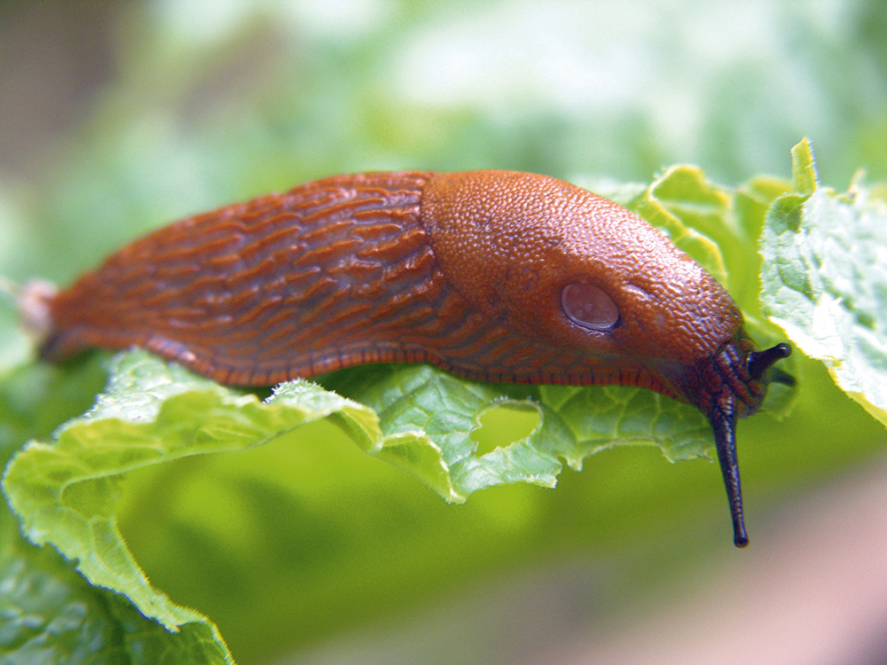 Slug Slug